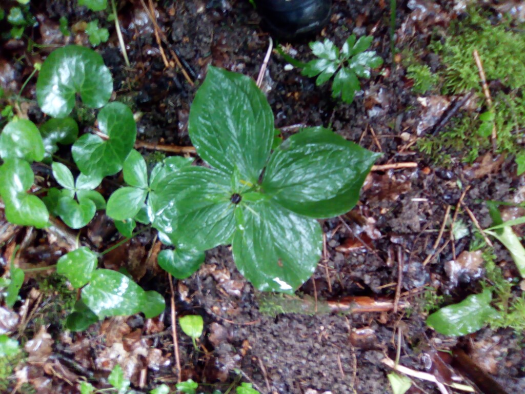 Einbeere Paris Quadrifolia