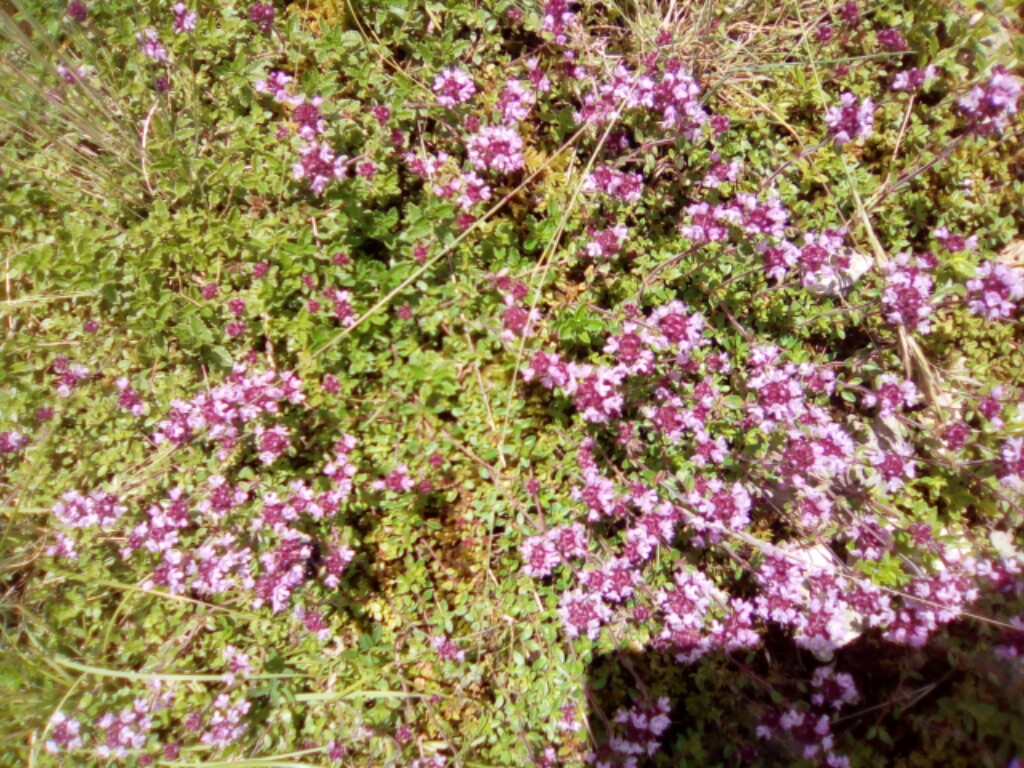 Quendel, Feldthymian