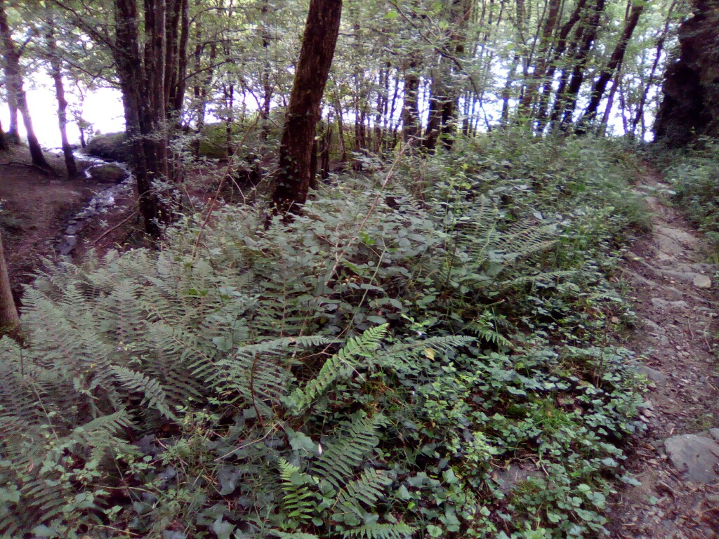 Waldweg Waldweg