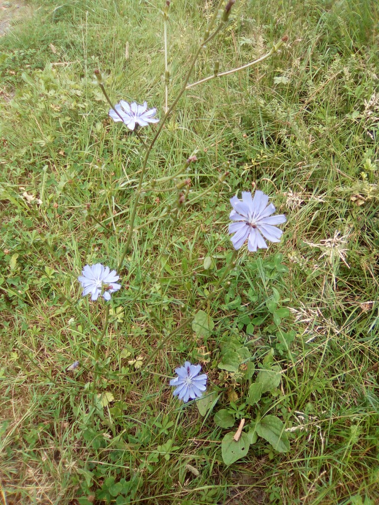 Wegwarte Cichorium intybus, Wegwarte Cichorium intybus,