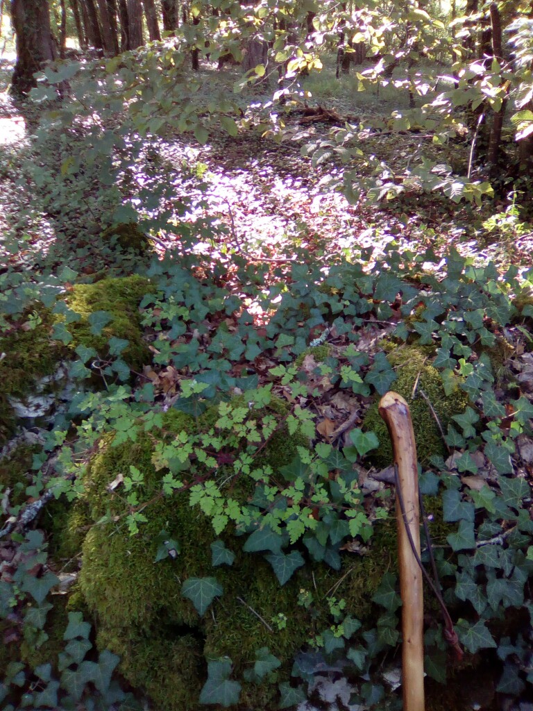 Wanderstock am Wegesrand Wanderstock am Wegesrand