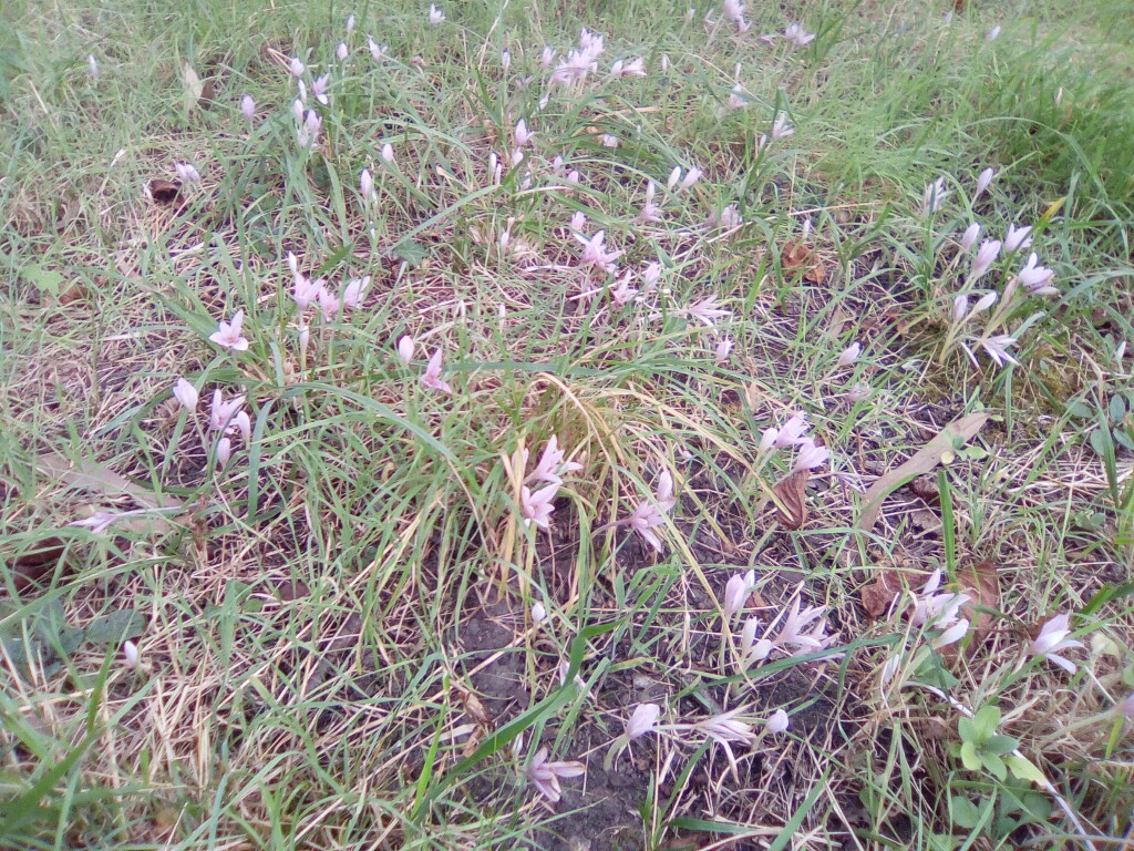 Herbstzeitlose Colchicum autumnale