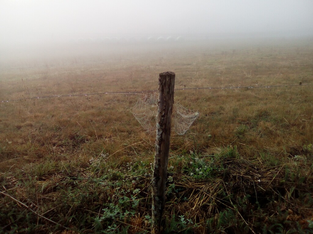 Spinnweben im Nebel