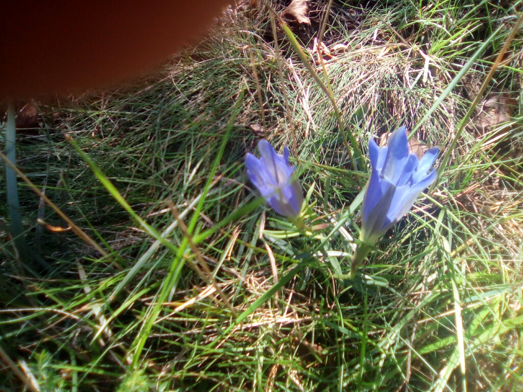 Blauer Enzian Gentiana Blauer Enzian Gentiana