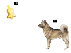 NS - NR