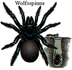 Wolfsspinne