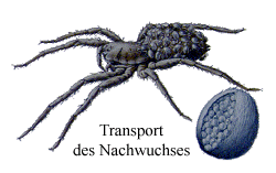 Transport des Nachwuchses